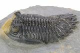 Spiny Comura Trilobite With Hollardops - Ofaten, Morocco #254070-6